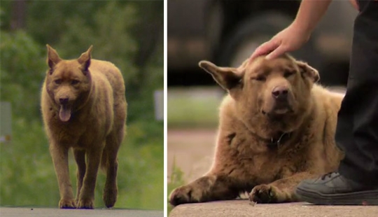 Every day this old dog walks 6 kilometers to say hello to people