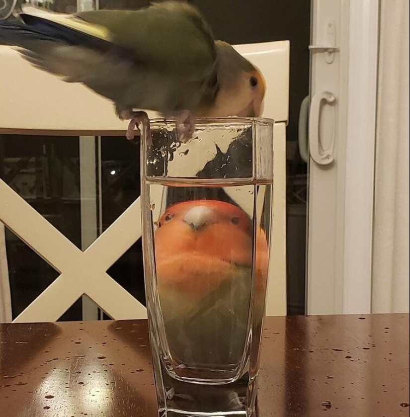 Everyday life of parrot owners in all their glory: 14 funny photos