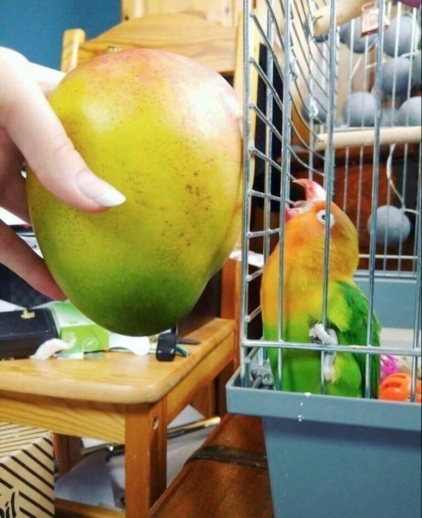 Everyday life of parrot owners in all their glory: 14 funny photos