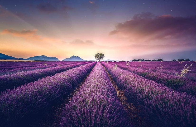 Evoking calm and sleep: photos of lavender fields in the South of France