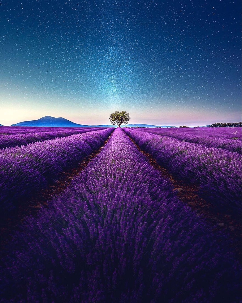 Evoking calm and sleep: photos of lavender fields in the South of France