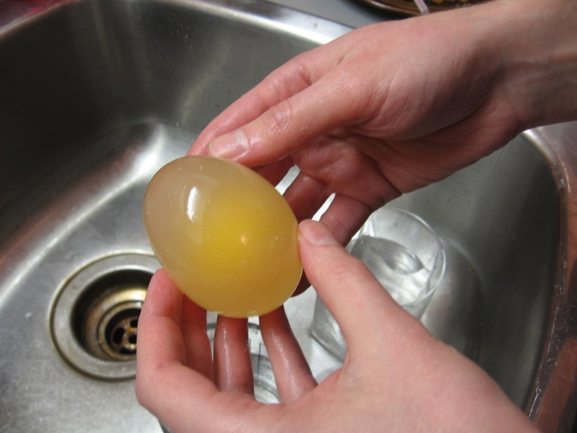 Experiment with egg and vinegar