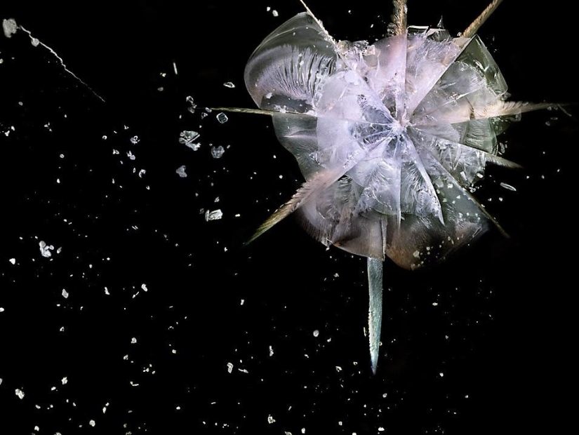 Exploding galaxies - how a bullet breaks organic glass