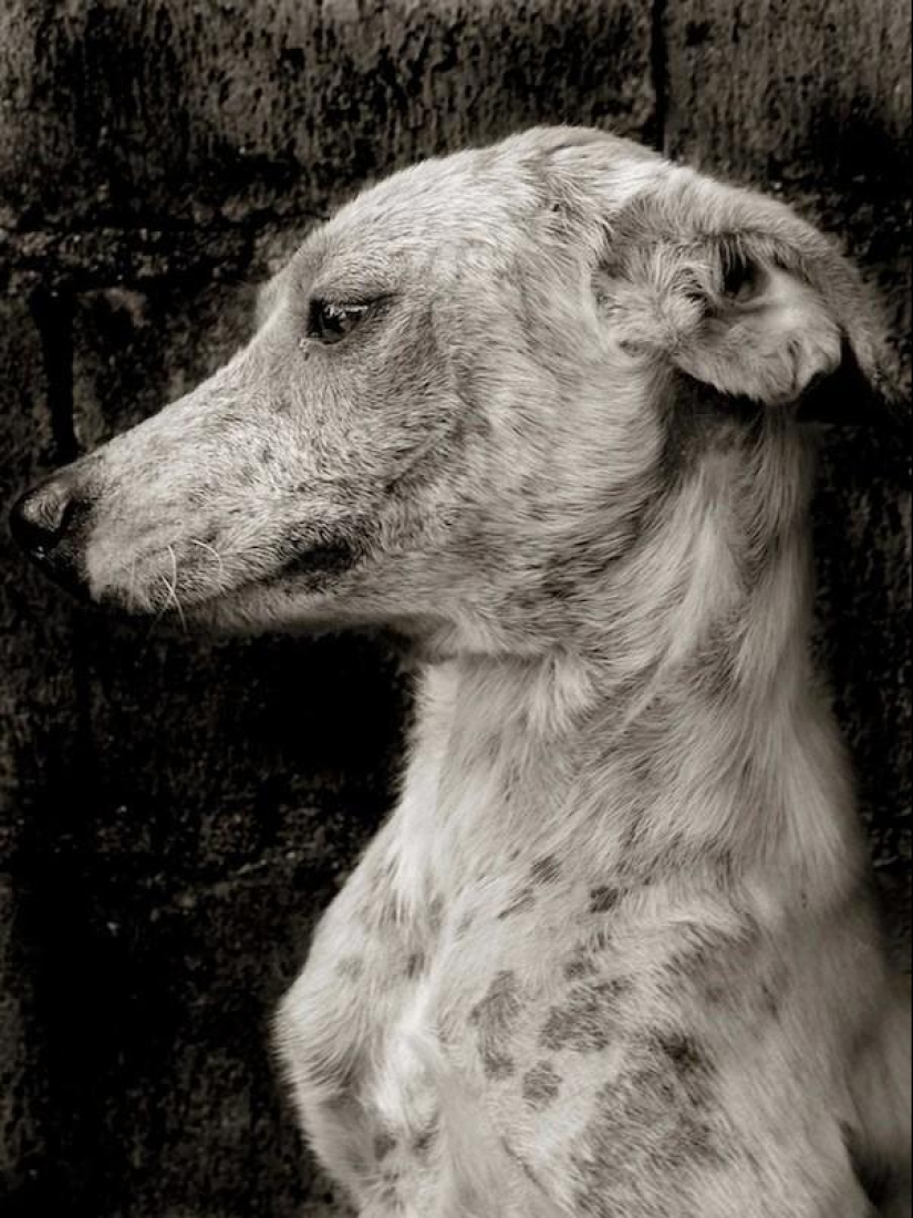 Expressive and touching portraits of street dogs