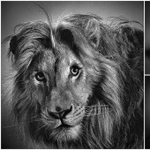 Expressive black and white portraits of animals by Alexander von Reiswitz
