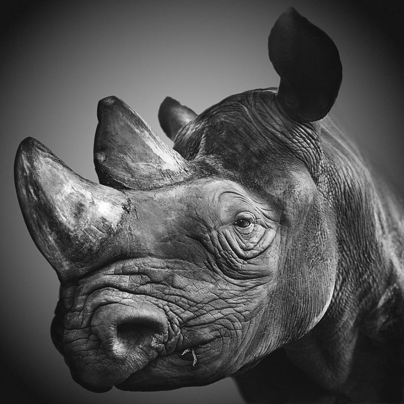 Expressive black and white portraits of animals by Alexander von Reiswitz