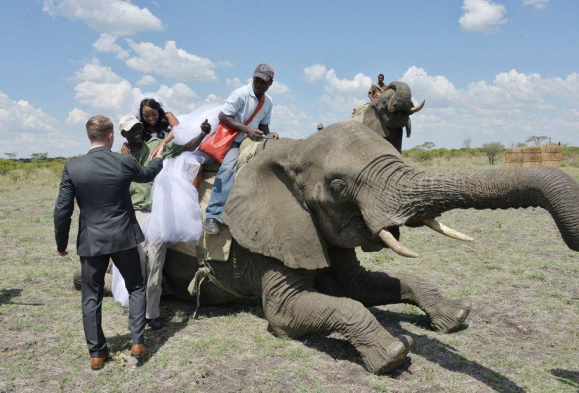 Extraordinaria boda de safari en Zimbabue