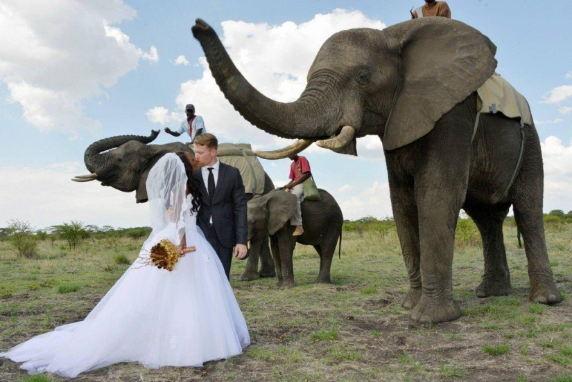 Extraordinary safari wedding in Zimbabwe