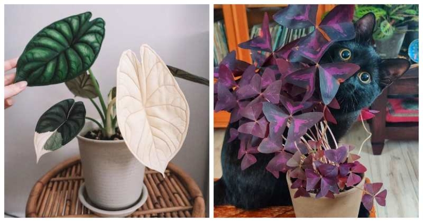 Eye delight: 22 beautiful photos of indoor plants