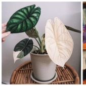 Eye delight: 22 beautiful photos of indoor plants