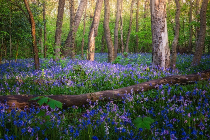 Fabulous photos of beautiful Holland that take your breath away