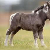 Falabella horses — the amazing story of the most exotic breed in the world