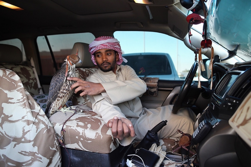 Falconry in the United Arab Emirates