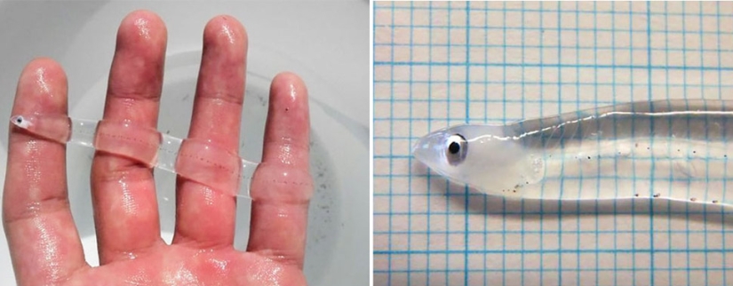 Fantastic creatures: Transparent animals whose existence is hard to believe