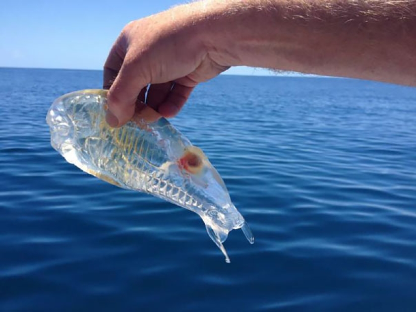 Fantastic creatures: Transparent animals whose existence is hard to believe