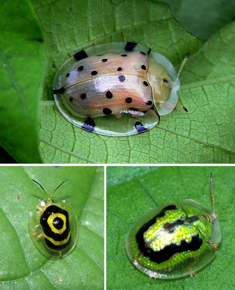 Fantastic creatures: Transparent animals whose existence is hard to believe