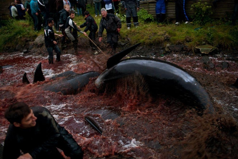 Faroe Islander tries to justify cruelty of whale killing