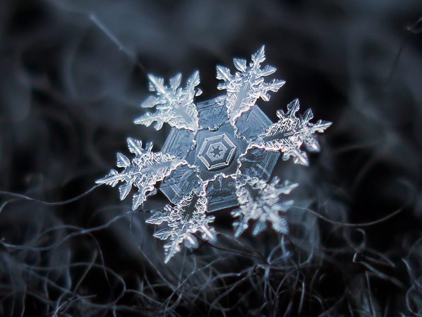 Fascinantes gotas de nieve macro en la foto del maestro ruso