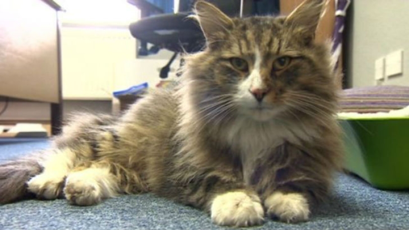 Fat and happy cat, missing more than a year ago, was found at the pet food factory
