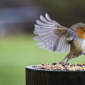 Fauna inusual: 8 divertidas fotos emocionales de pájaros