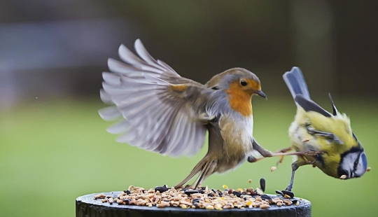 Fauna inusual: 8 divertidas fotos emocionales de pájaros