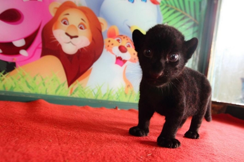 Fear me! Unique black tiger cub without stripes posing just for you