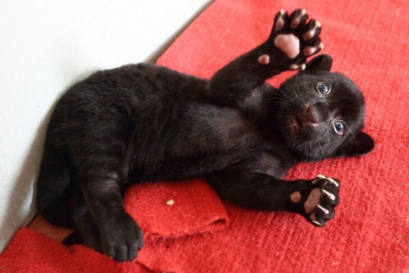 Fear me! Unique black tiger cub without stripes posing just for you