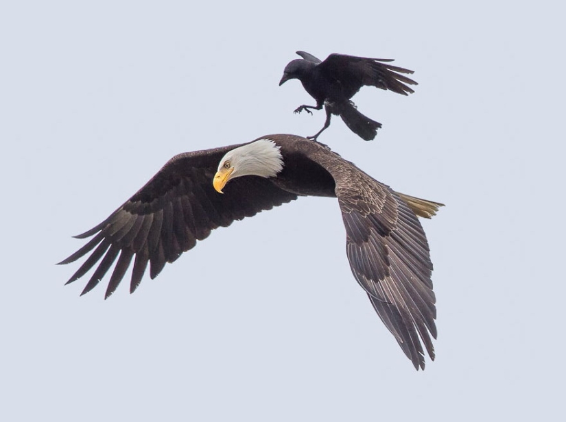 Feathered horse riding: a raven saddled a bald eagle