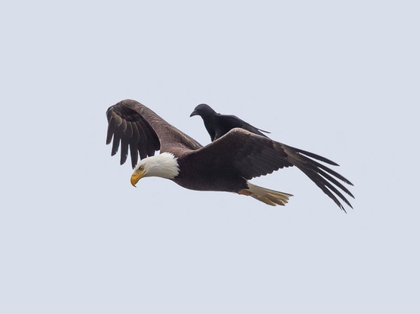 Feathered horse riding: a raven saddled a bald eagle
