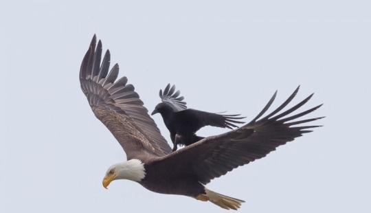 Feathered horse riding: a raven saddled a bald eagle