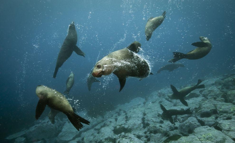 Felices lobos marinos del cabo