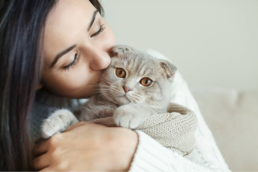 Feline therapy — why people are treated with cats and how it happens