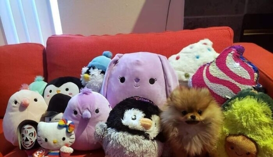 Find Me if You can: 30 Dogs who have mastered the Art of Disguise