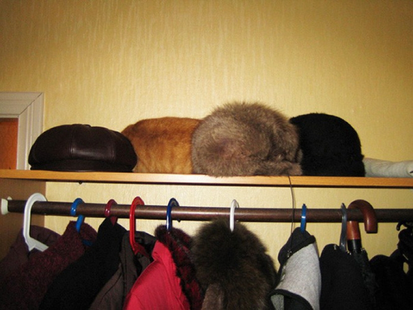 Find the cat: crafty baleen-striped, which are impossible to find in the photo