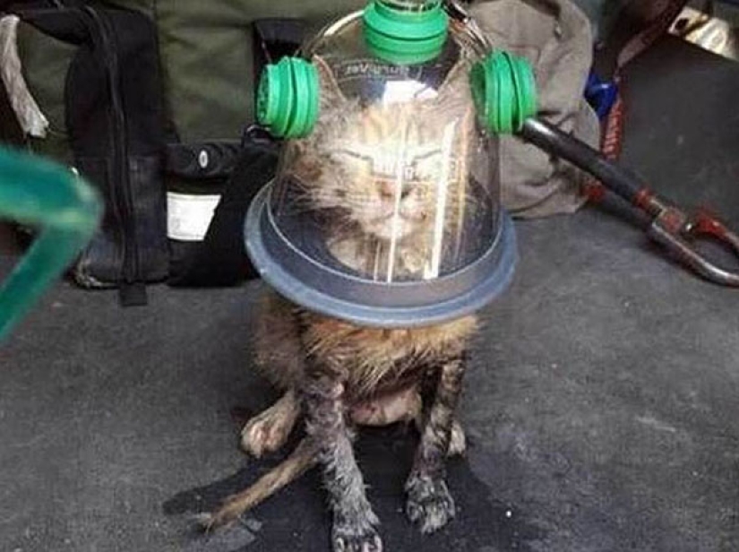 Firefighters use a special mask to save a cat that was unconscious