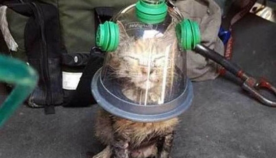 Firefighters use a special mask to save a cat that was unconscious