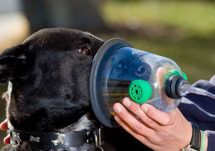 Firefighters use a special mask to save a cat that was unconscious