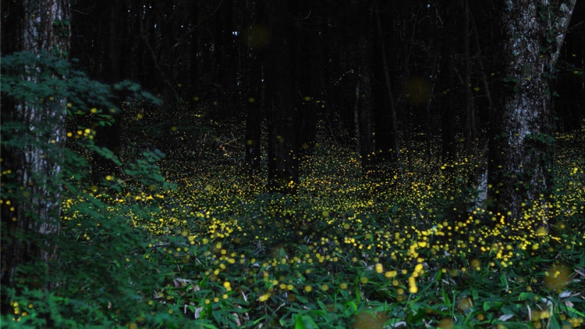 fireflies in the forest