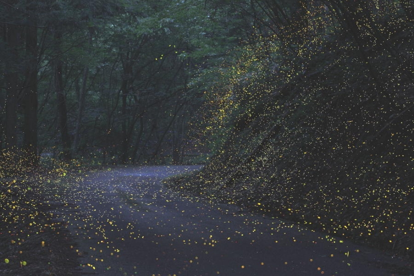 fireflies in the forest
