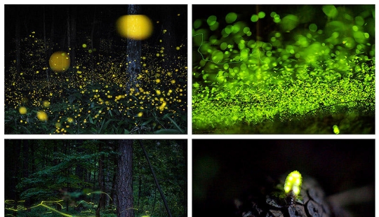 fireflies in the forest