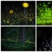 fireflies in the forest