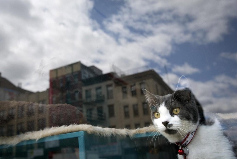 First cat cafe opens in New York