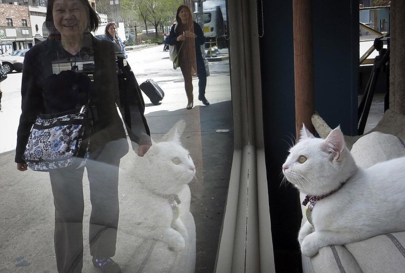 First cat cafe opens in New York