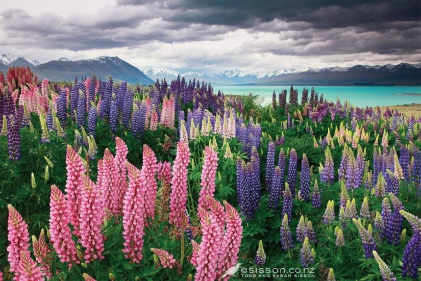 Floración colorida del lupino en el lago Tekapo
