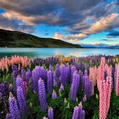 Floración colorida del lupino en el lago Tekapo