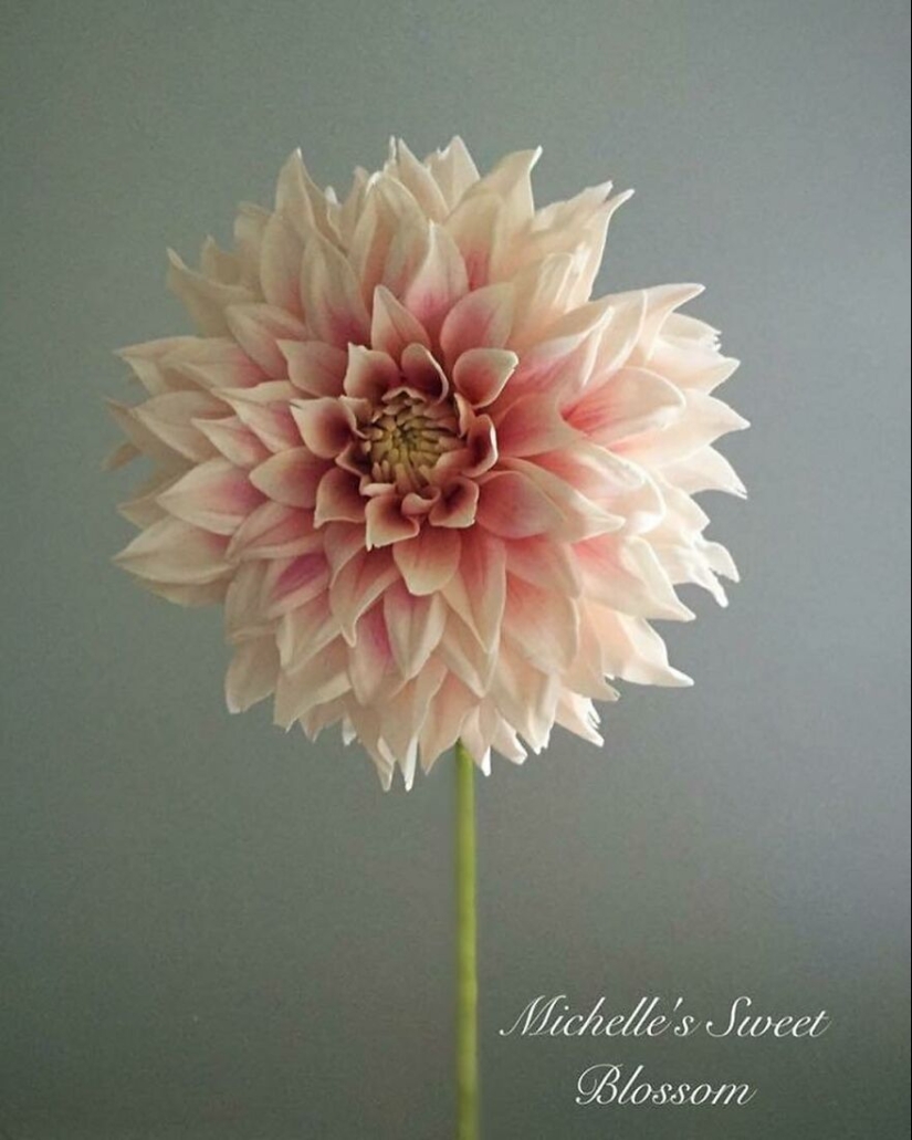 Flores de azúcar: 30 de la impresionante obra de Michelle Nguyen