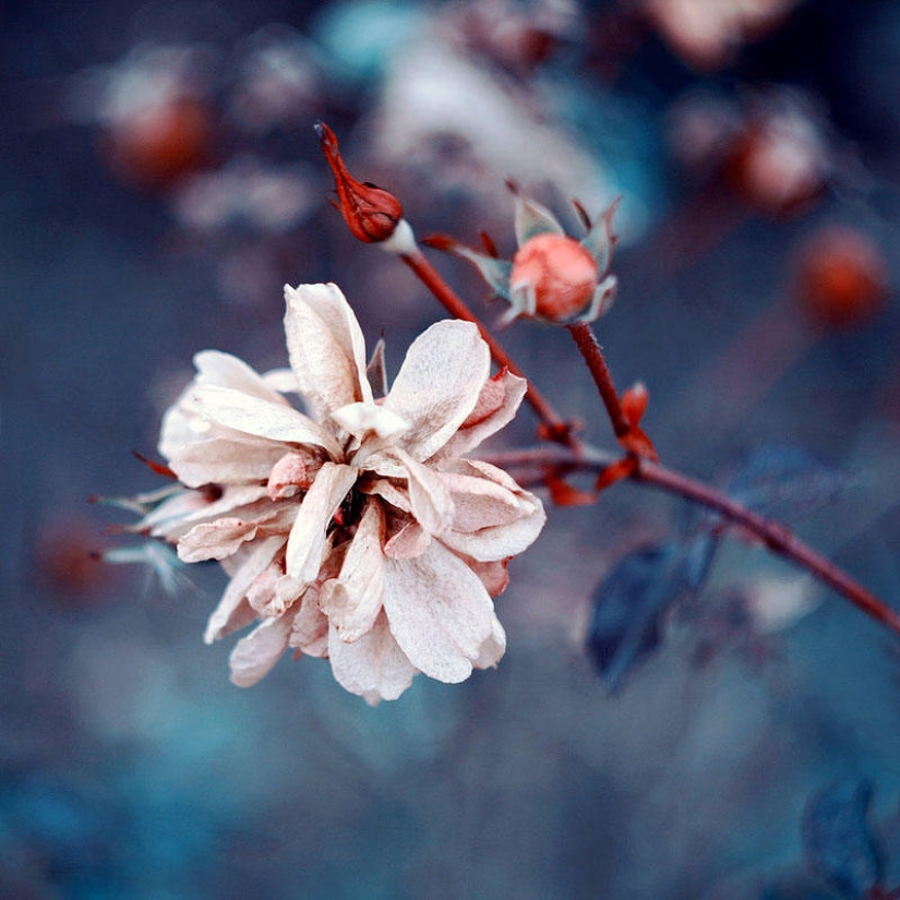 Flores de la fotógrafa polaca Barbara Florchik