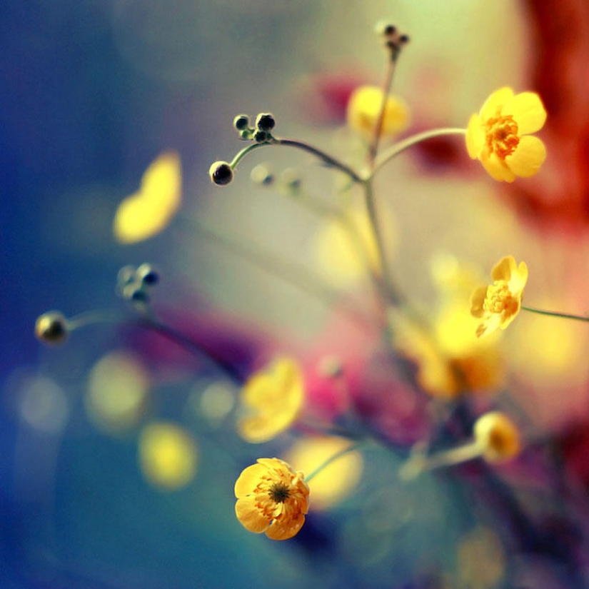 Flowers from Polish photographer Barbara Florchik