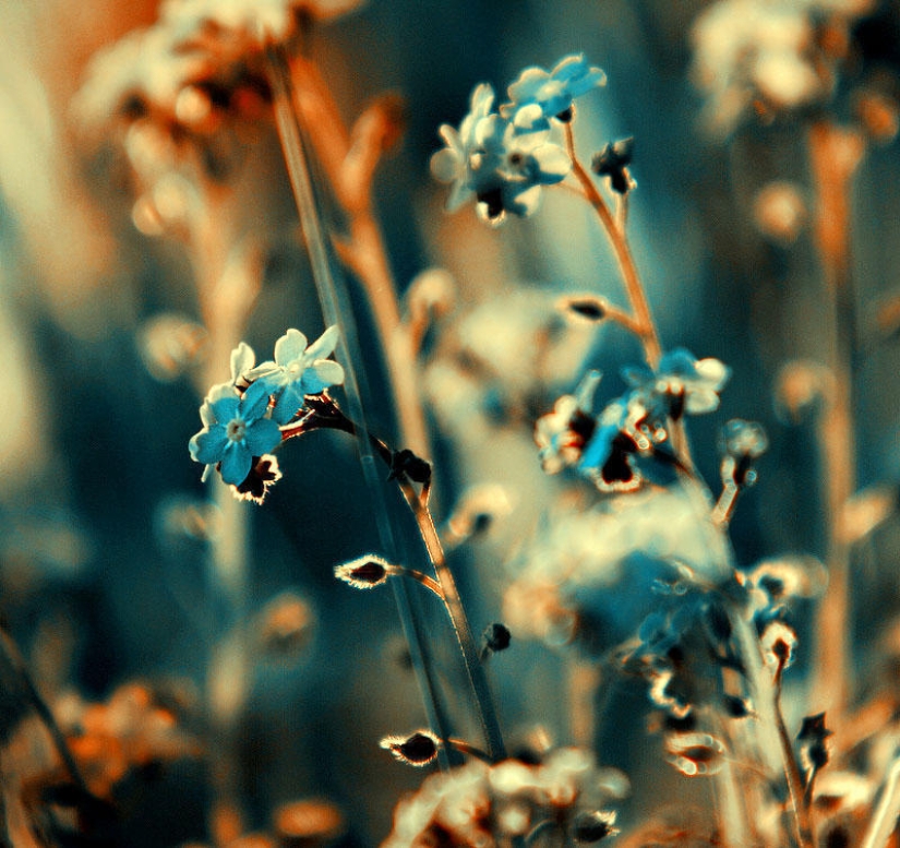 Flowers from Polish photographer Barbara Florchik