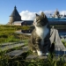 Fluffy treasure: where Russia has undertaken cats and why they are so loved